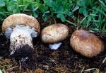 Agaricus lilaceps - fungi species list A Z
